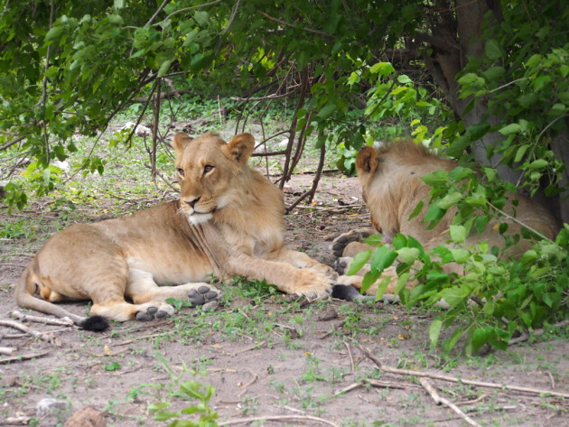 Choben luonnonpuistossa pääsee todella lähelle villieläimiä.